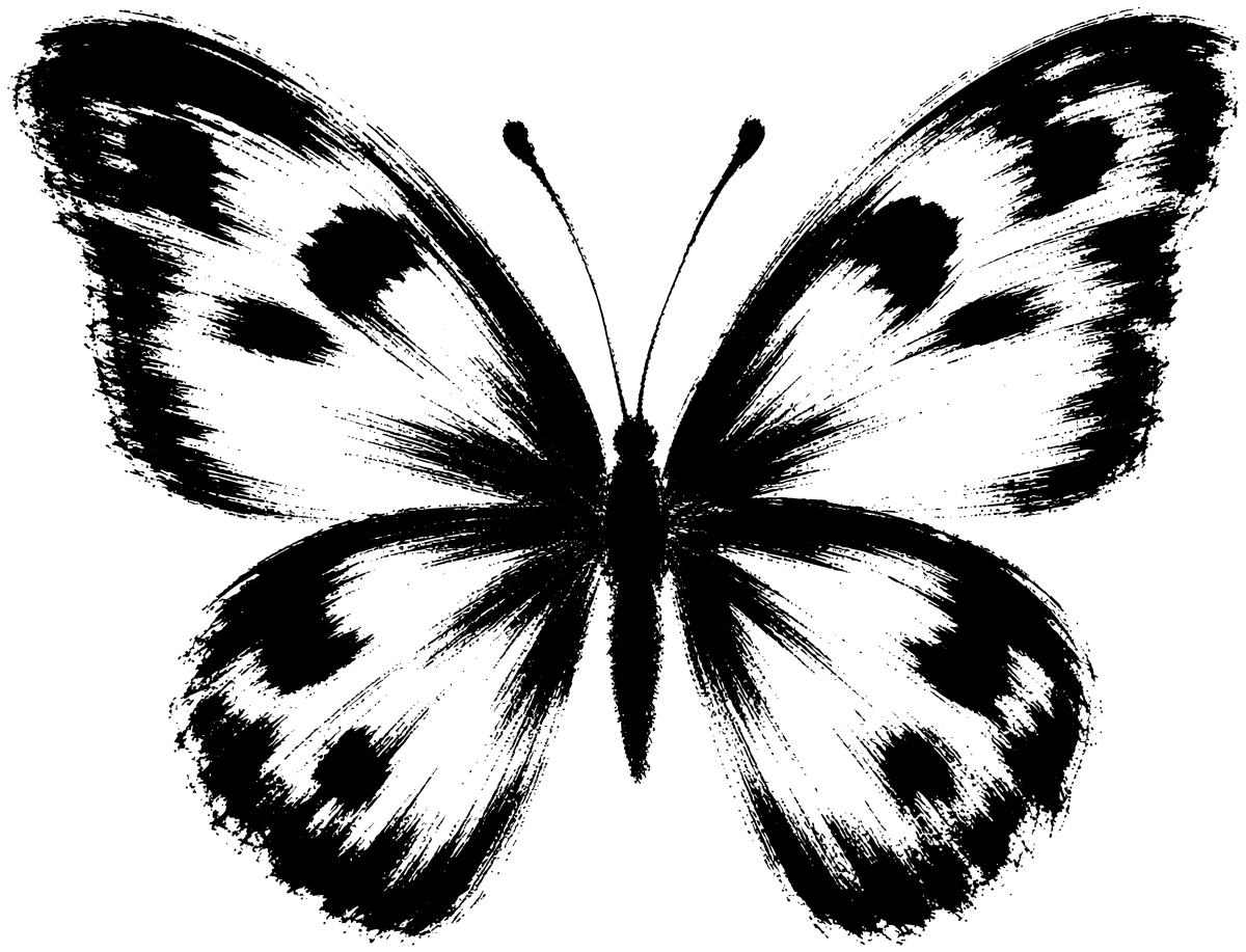 蝶の絵