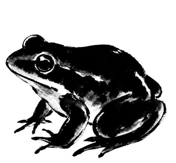 蛙の絵