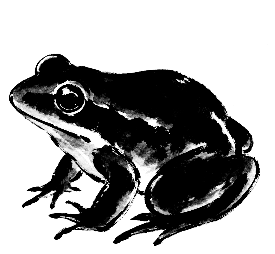 蛙の絵