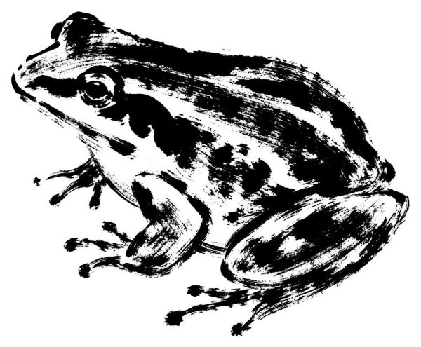 蛙の絵