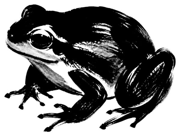 蛙の絵
