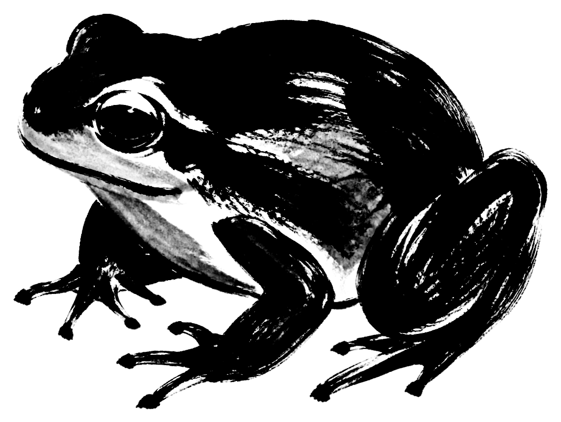 蛙の絵