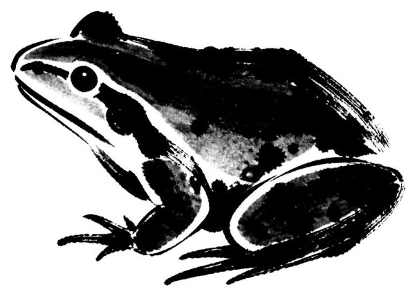 蛙