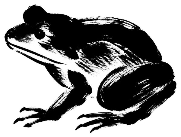 蛙