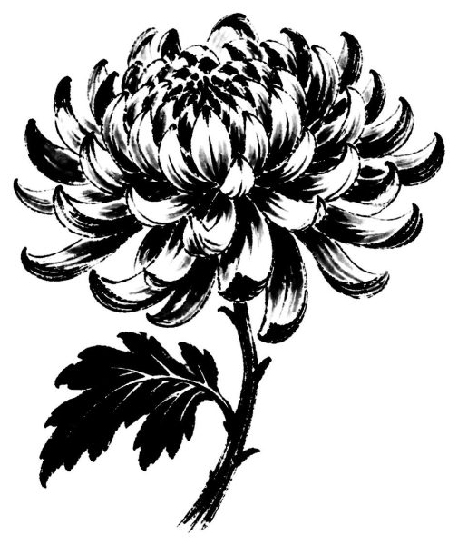 一輪の菊