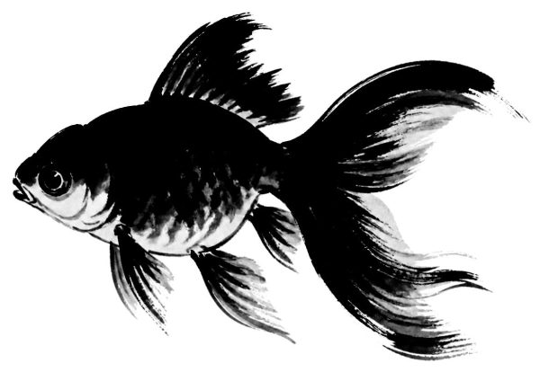 金魚の絵