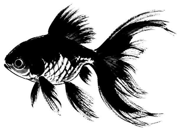 金魚の絵