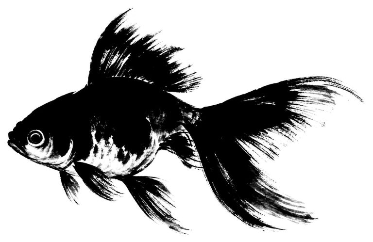 金魚の絵