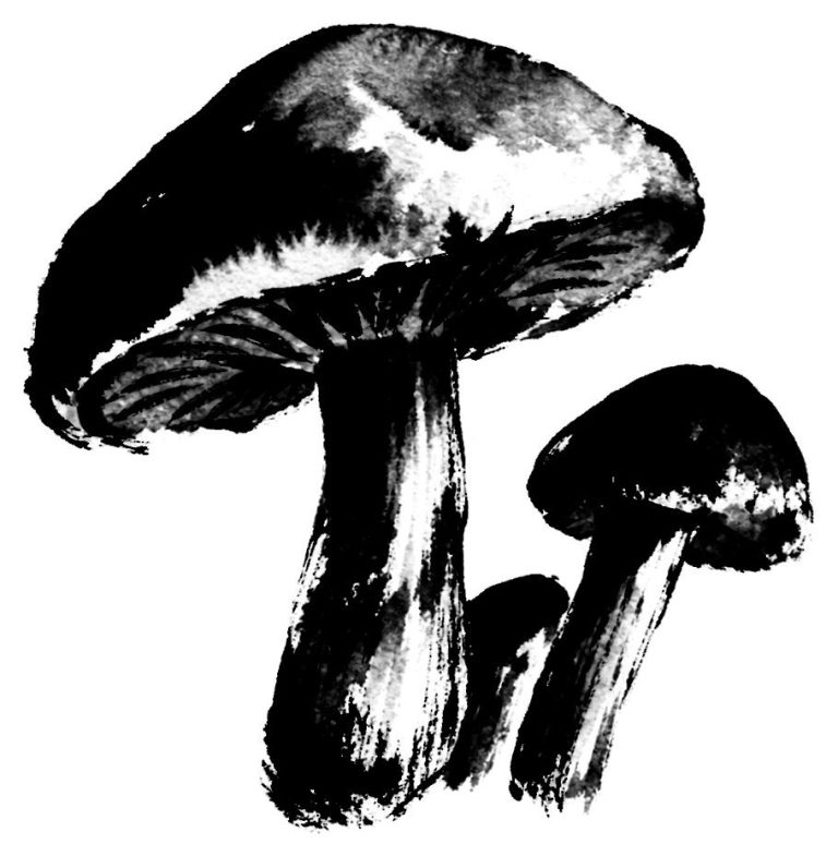 きのこの絵