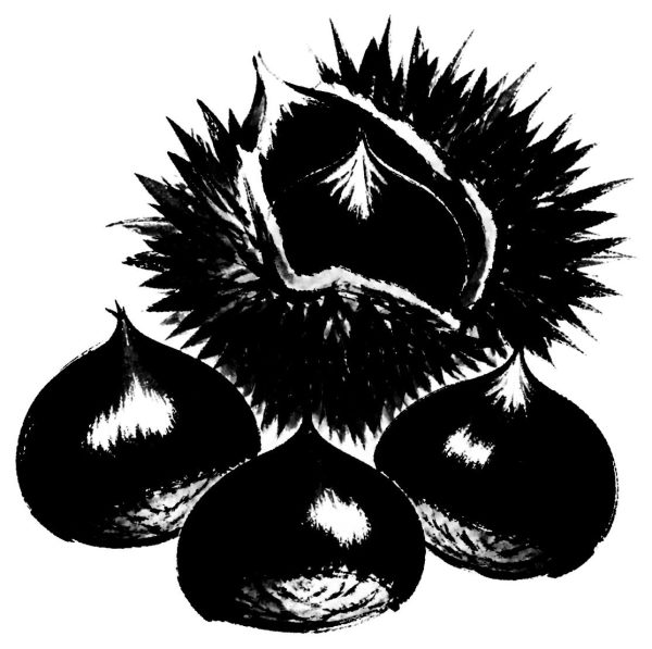 栗の絵