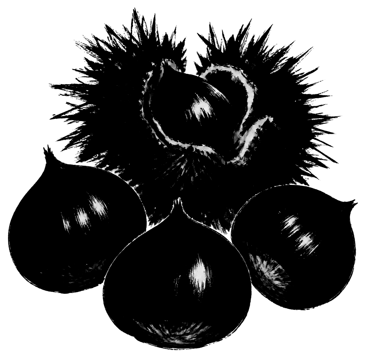 栗の絵の筆文字フリー素材