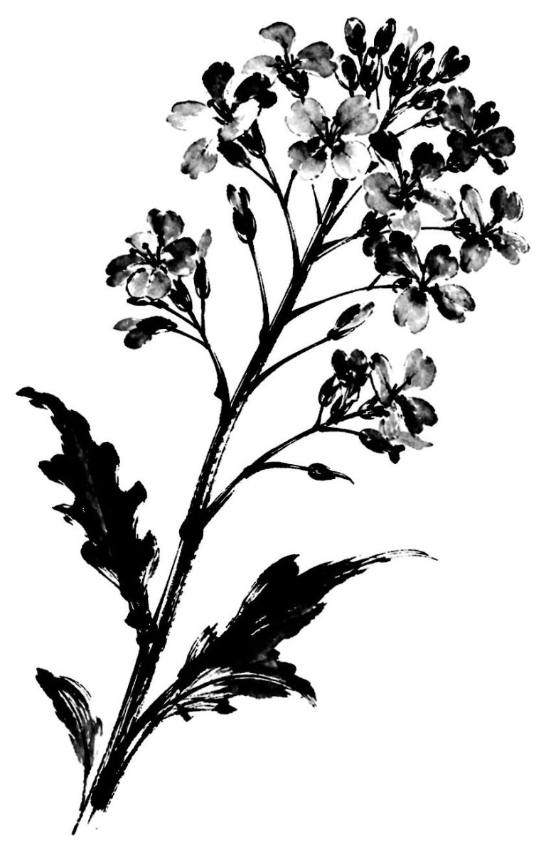 菜の花