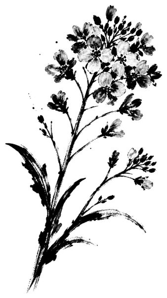 菜の花