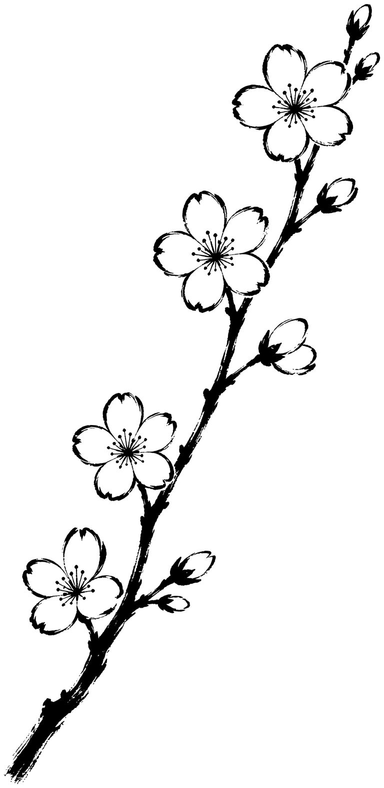 桜の一枝