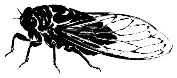 蝉