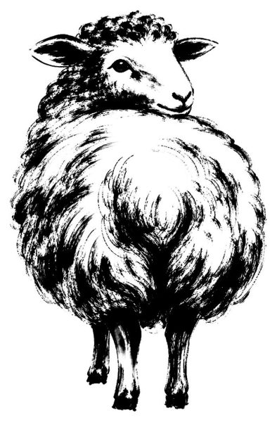 羊の後ろ姿