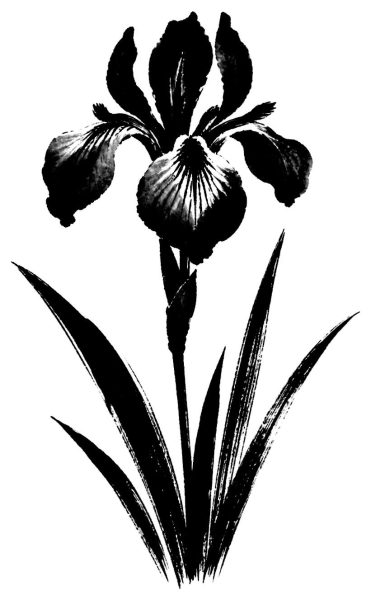 菖蒲