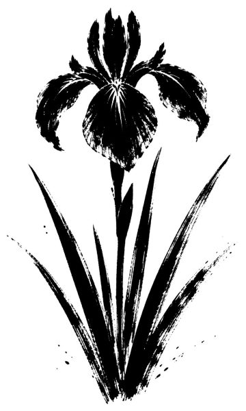 菖蒲