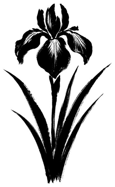 菖蒲