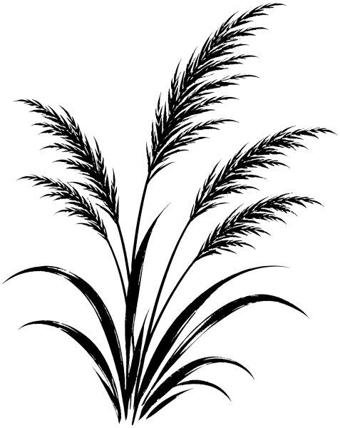 すすき