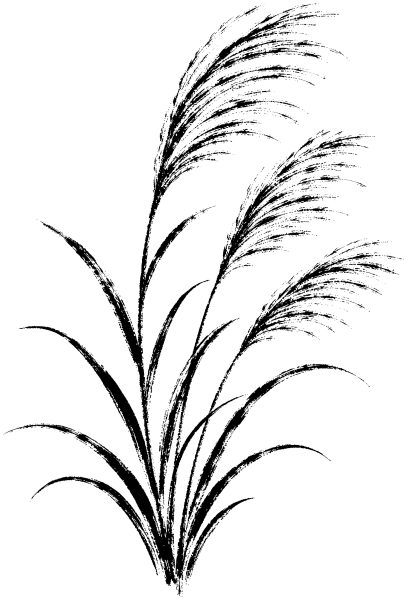 すすき
