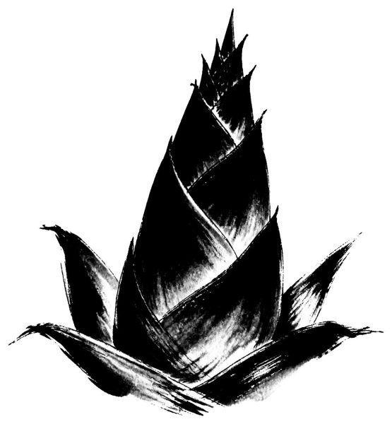 筍の絵