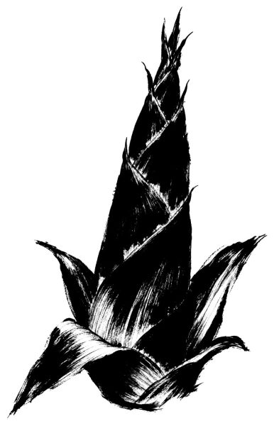 筍の絵