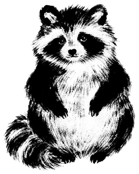 狸