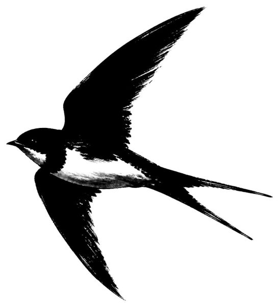 燕