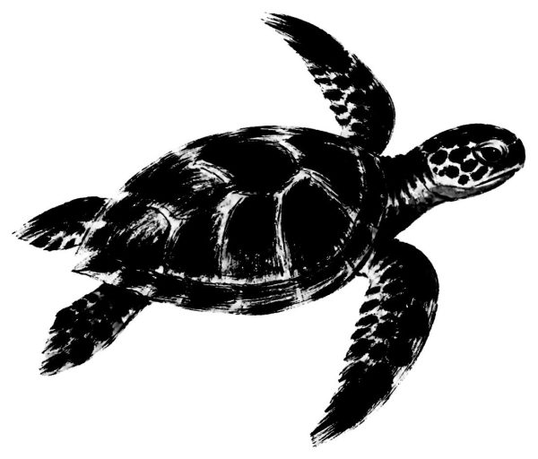 泳ぐ亀