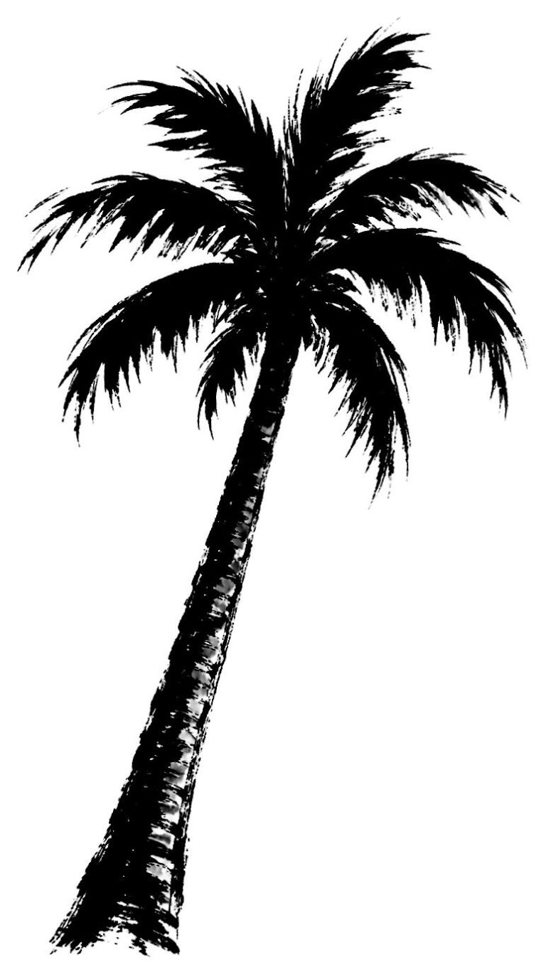 ヤシの木
